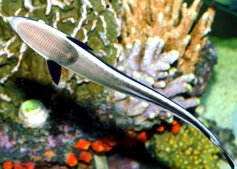 Echeneis naucrates_007